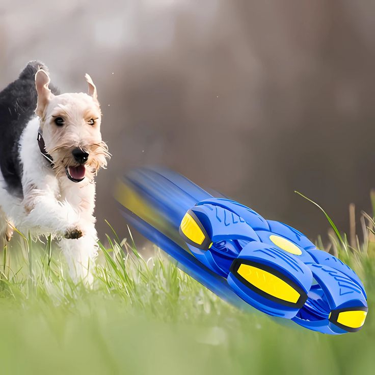 Magiczna Piłko-Frisbee – Zmienia kształt w locie
